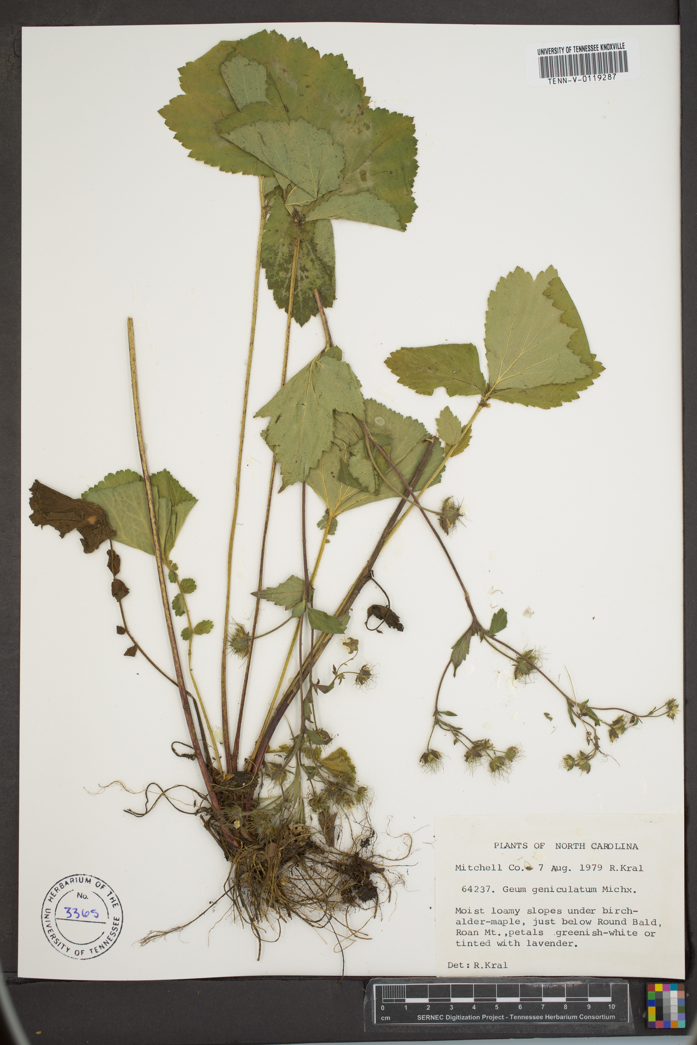 Geum geniculatum image