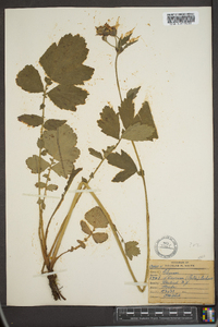 Geum flavum image