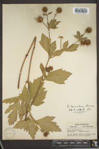 Geum laciniatum image