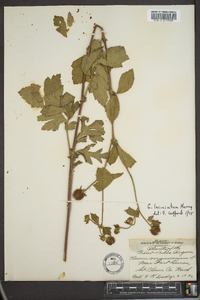 Geum laciniatum image