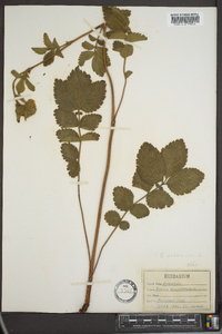 Geum macrophyllum image