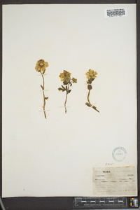 Geum montanum image