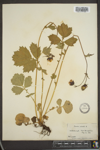 Geum rivale image