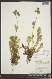 Geum triflorum image