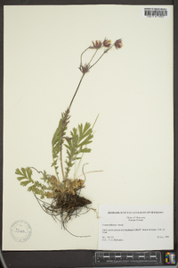 Geum triflorum image