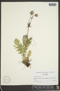 Geum triflorum image