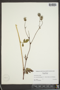 Geum triflorum image