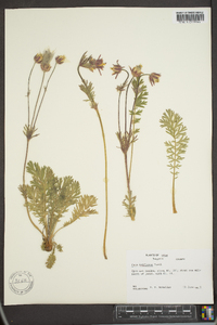 Geum triflorum image