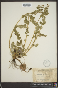 Geum vernum image