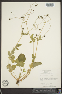 Geum vernum image