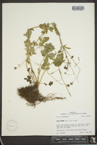 Geum vernum image