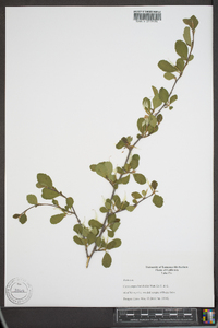 Cercocarpus montanus var. glaber image