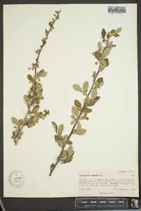 Cercocarpus montanus image