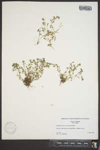 Alchemilla microcarpa image