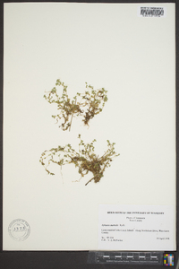 Alchemilla microcarpa image