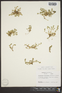 Alchemilla microcarpa image