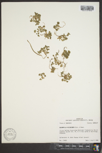 Alchemilla microcarpa image