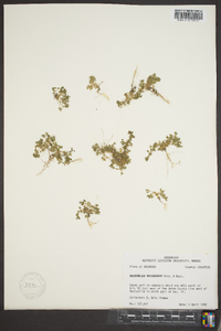 Alchemilla microcarpa image