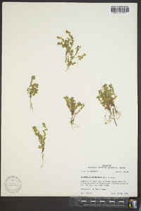 Alchemilla microcarpa image