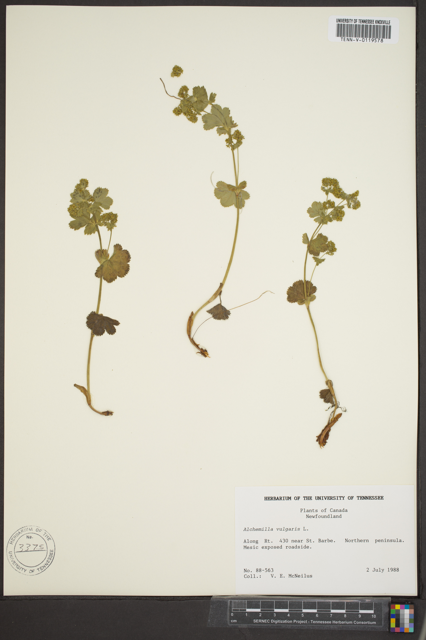 Alchemilla vulgaris image