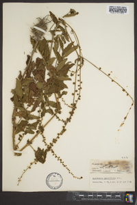 Agrimonia parviflora image