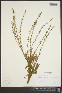 Agrimonia parviflora image