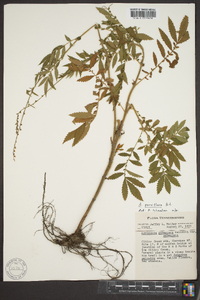 Agrimonia parviflora image