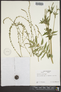 Agrimonia parviflora image