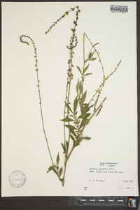 Agrimonia parviflora image