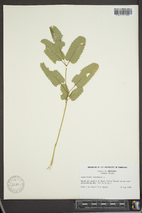 Sanguisorba canadensis image