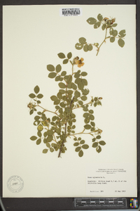 Rosa rubiginosa image