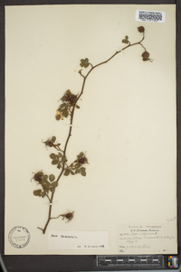 Rosa rubiginosa image