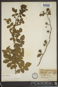 Rosa rubiginosa image