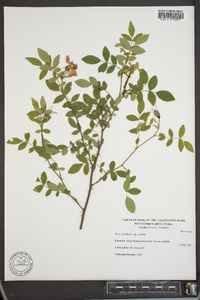 Rosa carolina subsp. carolina image