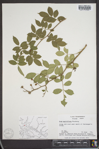 Rosa multiflora image