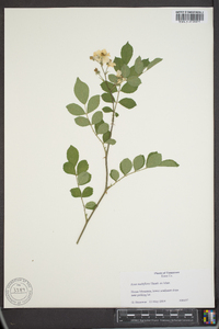 Rosa multiflora image