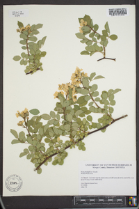 Rosa multiflora image