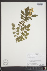 Rosa multiflora image