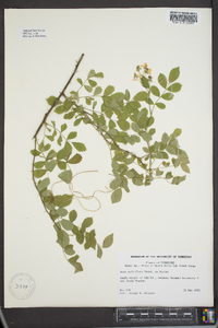 Rosa multiflora image