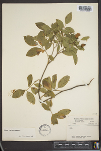 Rosa palustris image