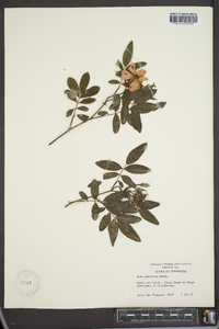 Rosa palustris image