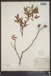 Rosa palustris image