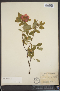 Rosa palustris image