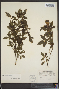 Rosa palustris image