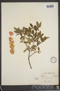 Rosa palustris image