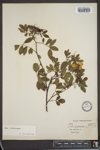 Rosa palustris image