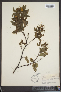 Rosa palustris image