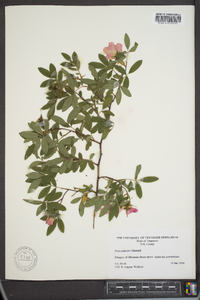 Rosa palustris image