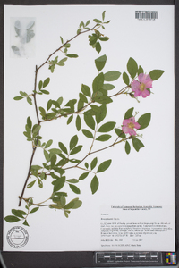 Rosa palustris image