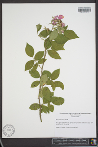 Rosa palustris image